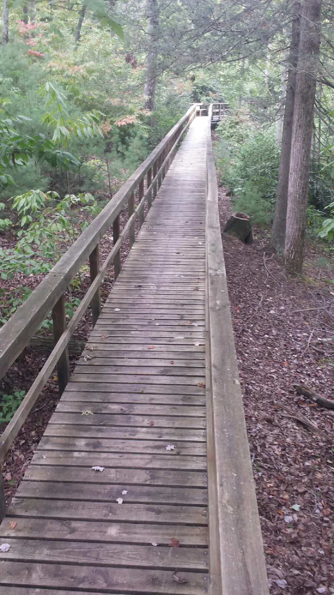 Long wood walkway with handrails built through the woods in Camp Sherman